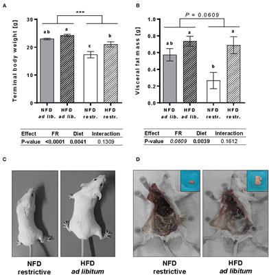 The Impact of High-Fat Diet and Restrictive Feeding on Natural Killer Cells in Obese-Resistant BALB/c Mice